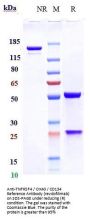 Anti-TNFRSF4 / OX40 / CD134 Reference Antibody (revdofilimab)