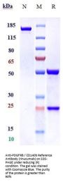 Anti-PDGFRB / CD140b Reference Antibody (rinucumab)