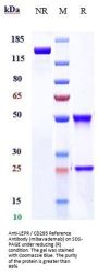 Anti-LEPR / CD295 Reference Antibody (mibavademab)