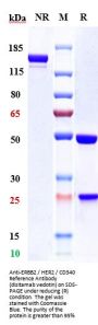 Anti-ERBB2 / HER2 / CD340 Reference Antibody (disitamab vedotin)