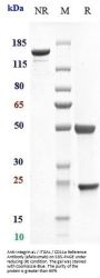Anti-Integrin aL / ITGAL / CD11a Reference Antibody (efalizumab)