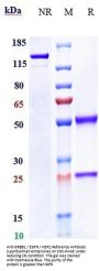 Anti-ERBB1 / EGFR / HER1 Reference Antibody (Laprituximab emtansine)