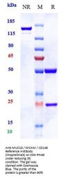 Anti-MUC18 / MCAM / CD146 Reference Antibody (imaprelimab)