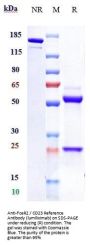 Anti-FceR2 / CD23 Reference Antibody (lumiliximab)