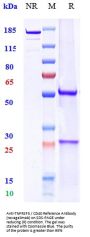 Anti-TNFRSF5 / CD40 Reference Antibody (ravagalimab)
