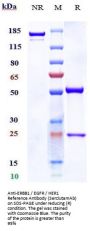 Anti-ERBB1 / EGFR / HER1 Reference Antibody (SerclutamAb)