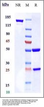 Anti-CCR4 / CD194 Reference Antibody (mogamulizumab)