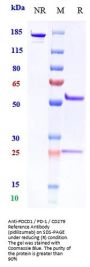 Anti-PDCD1 / PD-1 / CD279 Reference Antibody (pidilizumab)
