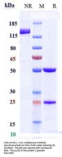 Anti-ACVRL1 / ALK-1 Reference Antibody (ascrinvacumab)