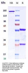 Anti-PTK7 / CCK4 Reference Antibody (cofetuzumab)