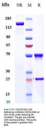 Anti-LY75 / CD205/DEC-205 Reference Antibody (MEN1309)