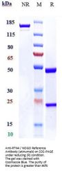 Anti-RTN4 / NOGO Reference Antibody (atinumab)