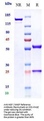 Anti-NGF / bNGF Reference Antibody (fasinumab)