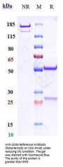 Anti-CD38 Reference Antibody (felzartamab)