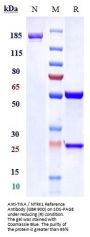 Anti-TrkA / NTRK1 Reference Antibody (GBR 900)
