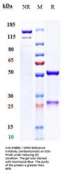 Anti-ERBB3 / HER3 Reference Antibody (seribantumab)