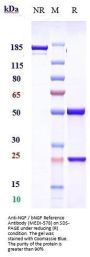 Anti-NGF / bNGF Reference Antibody (MEDI-578)