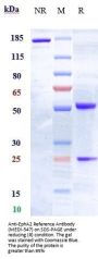 Anti-EphA2 Reference Antibody (MEDI-547)