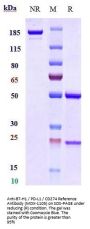 Anti-B7-H1 / PD-L1 / CD274 Reference Antibody (MDX-1105)