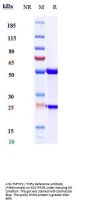 Anti-TNFSF2 / TNFa Reference Antibody (Afelimomab)