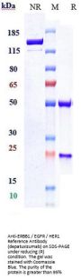 Anti-ERBB1 / EGFR / HER1 Reference Antibody (depatuxizumab)
