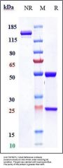 Anti-TNFRSF5 / CD40 Reference Antibody (lucatumumab)