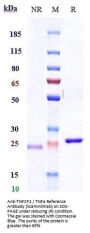 Anti-TNFSF2 / TNFa Reference Antibody (licaminlimab)