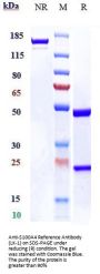 Anti-S100A4 Reference Antibody (LK-1)