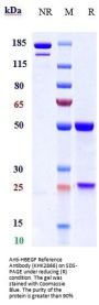 Anti-HBEGF Reference Antibody (KHK2866)
