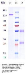 Anti-NGF / bNGF Reference Antibody (fulranumab)