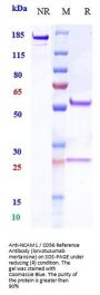 Anti-NCAM1 / CD56 Reference Antibody (lorvotuzumab mertansine)