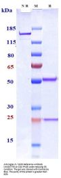 Anti-Siglec-3 / CD33 Reference Antibody (IMGN779)
