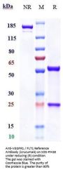 Anti-VEGFR1 / FLT1 Reference Antibody (icrucumab)