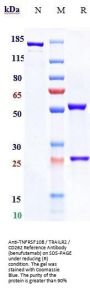 Anti-TNFRSF10B / TRAILR2 / CD262 Reference Antibody (benufutamab)