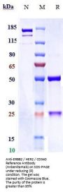 Anti-ERBB2 / HER2 / CD340 Reference Antibody (Anbenitamab)