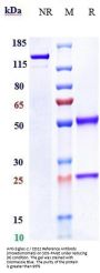 Anti-Siglec-2 / CD22 Reference Antibody (moxetumomab)