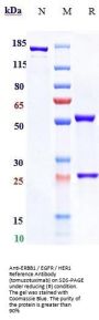Anti-ERBB1 / EGFR / HER1 Reference Antibody (tomuzotuximab)
