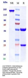 Anti-TNFRSF5 / CD40 Reference Antibody (giloralimab)