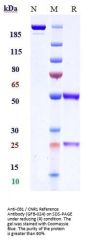 Anti-CB1 / CNR1 Reference Antibody (GFB-024)