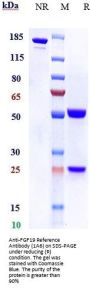 Anti-FGF19 Reference Antibody (1A6)
