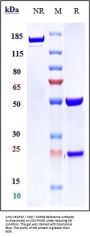 Anti-VEGFR2 / KDR / CD309 Reference Antibody (vulinacimab)