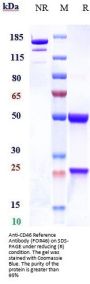 Anti-CD46 Reference Antibody (FOR46)