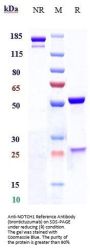 Anti-NOTCH1 Reference Antibody (brontictuzumab)
