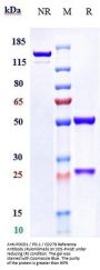 Anti-PDCD1 / PD-1 / CD279 Reference Antibody (Rulonilimab)