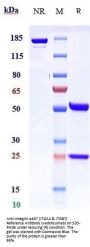 Anti-Integrin a4b7 (ITGA4 & ITGB7) Reference Antibody (vedolizumab)