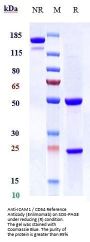 Anti-ICAM1 / CD54 Reference Antibody (Enlimomab)