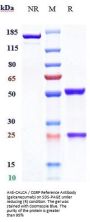Anti-CALCA / CGRP Reference Antibody (galcanezumab)