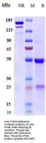 Anti-TYRO3 Reference Antibody (ELB031)