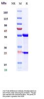 Anti-TLR4 Reference Antibody (Paridiprubart)