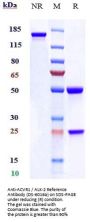 Anti-ACVR1 / ALK-2 Reference Antibody (DS-6016a)